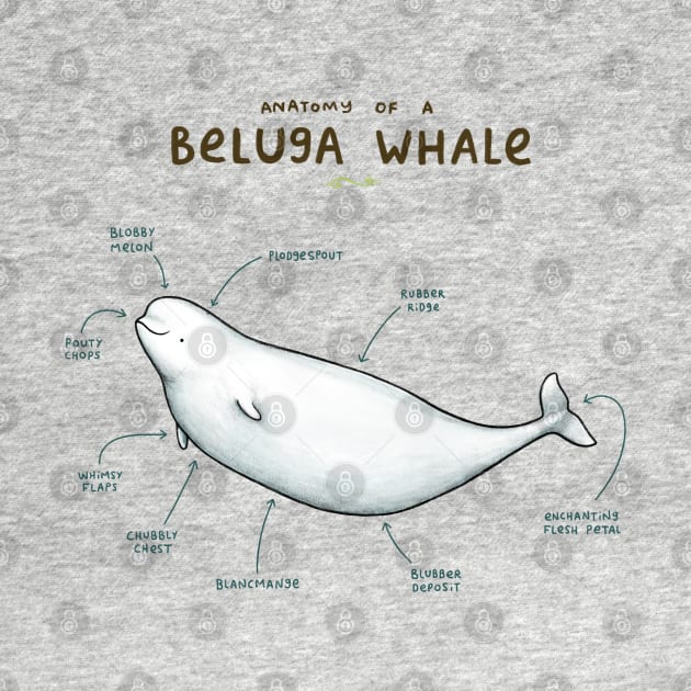 Anatomy of a Beluga Whale by Sophie Corrigan